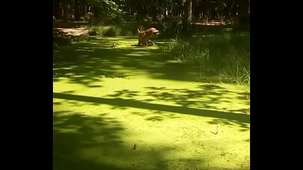 Ověřovac&iacute; video 