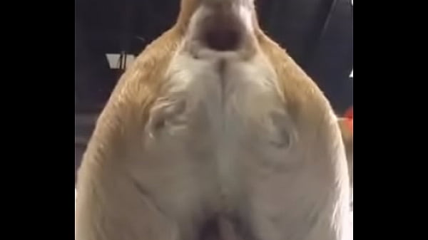 Gostosa