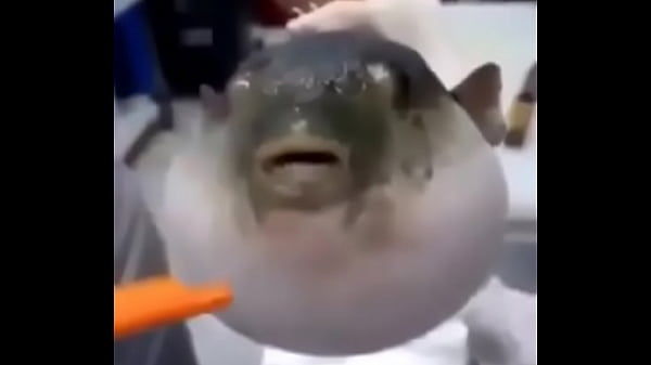 FishPorn