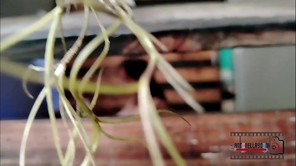 Espiando a mi vecina spying on my neighbor 