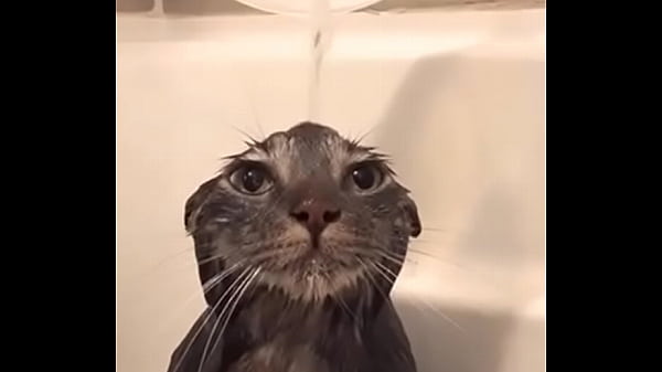 Gato Y Agua Que Gracioso Se Ve thumbnail