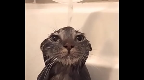 Gato ba&ntilde_&aacute_ndose joder que epico
