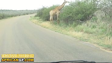 I Took My Ebony Fiancee On Safari Thinking She Would Behave... She Ended Up Begging For My Cock thumbnail