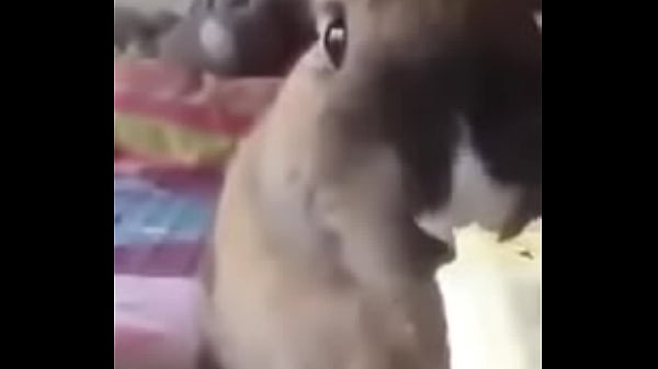 Linda conejita comiendo 