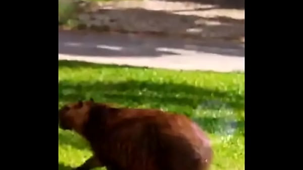 Capivara Suburbana